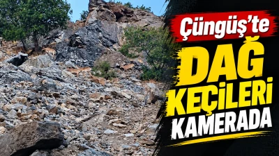 &Ccedil;&uuml;ng&uuml;ş&rsquo;te dağ ke&ccedil;ileri kamerada