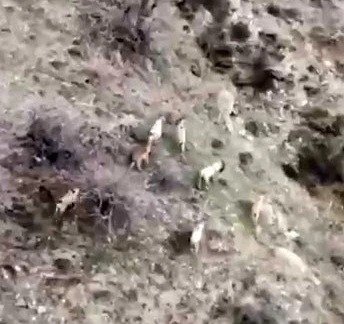 &Ccedil;&uuml;ng&uuml;ş&rsquo;te Dağ Ke&ccedil;ileri S&uuml;r&uuml; Halinde G&ouml;r&uuml;nt&uuml;lendi