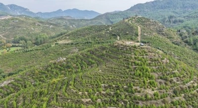 Dalaman&rsquo;da 6 yıl &ouml;nce dikilen fidanlar ormana d&ouml;n&uuml;şt&uuml;