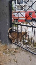 İtfaiye ekiplerinin köpek kurtarma mücadelesi