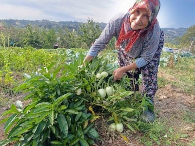 İlk kez pepino yetiştirildi