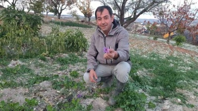 Demirci&rsquo;de safran &ccedil;i&ccedil;eği yetiştirildi