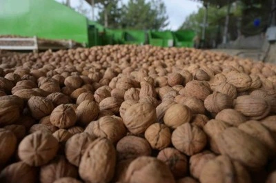 Denizli’de sezonun ilk ceviz hasadı 