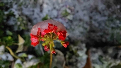 Baharda yağan lapa lapa kar ara&ccedil;ları yolda bıraktı