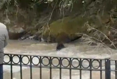 Dereye düşen domuza bağırarak karaya çıkarmaya çalıştılar