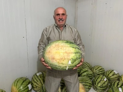 Dev Karpuzlar Soğuk Hava Deposunda Yarış Günü Bekliyor