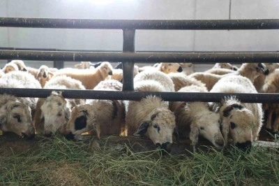 Devletten aldığı destekle k&uuml;&ccedil;&uuml;kbaş hayvan &ccedil;iftliği a&ccedil;tı
