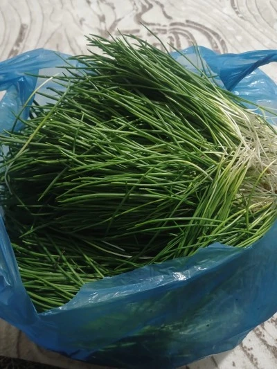 Dicle’de  Baharın Habercisi: Mızeleq Mevsimi Başladı! 