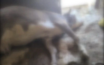 Dicle’de Hayvan ölümleri panik yarattı