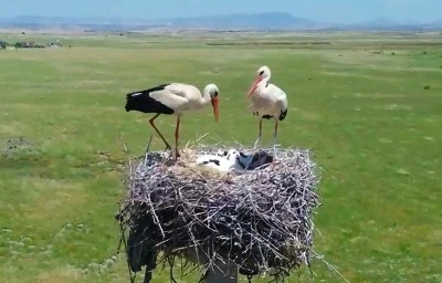 Dicle Elektrik&rsquo;ten G&ouml;&ccedil;men Kuşlara G&uuml;venli G&ouml;&ccedil; Desteği