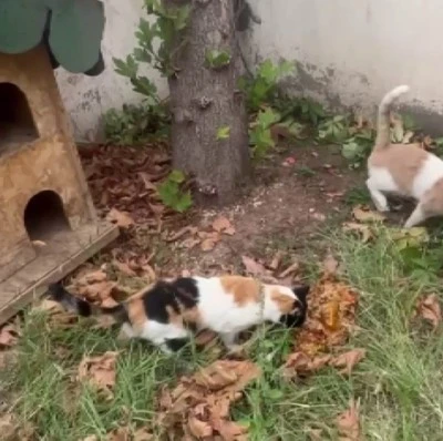 Dicle Kız Mesleki ve Teknik Anadolu Lisesi’nden Sokak Hayvanlarına Örnek Dayanışma