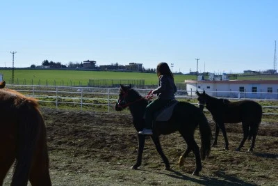 Dicle Üniversitesi’nde Binicilik ve Hipoterapi İçin Geri Sayım Başladı