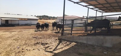 Dicle &Uuml;niversitesi&rsquo;nde hayvancılık hamlesi