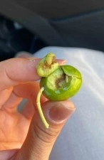 Üreticilere zeytin sineği uyarısı