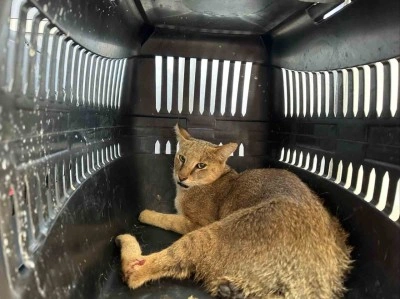 Yaralı halde bulunan dağ kedisi tedavi altına alındı