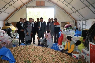 Dinar’da ceviz hasadı başladı