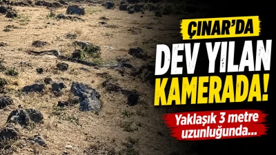 Diyarbakır 3 Metrelik Dev Yılan Paniği