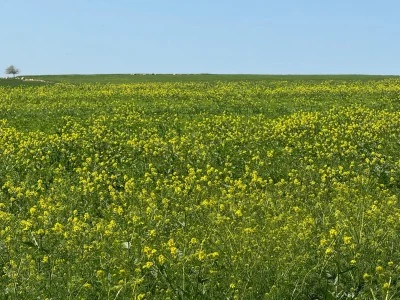 Diyarbakır Bahara Büründü