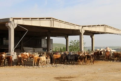 Diyarbakır Canlı Hayvan Borsası&rsquo;nda Tadilat Tepkisi