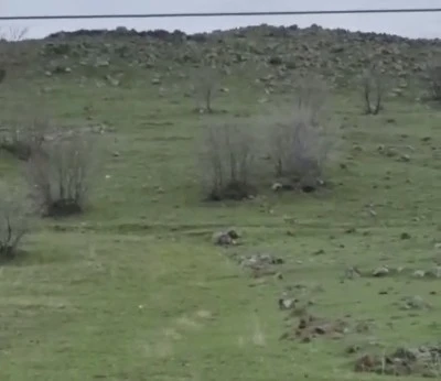 Diyarbakır &Ccedil;ermik&rsquo;te 9 Kurtluk S&uuml;r&uuml; G&ouml;r&uuml;nt&uuml;lendi