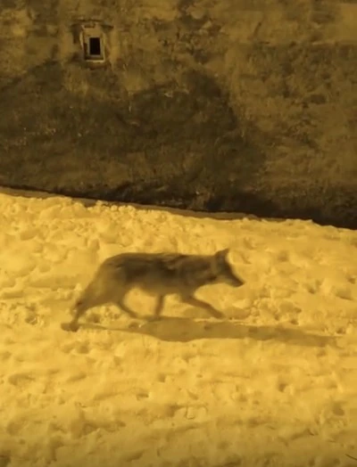 Diyarbakır &Ccedil;ermik'te A&ccedil; Kakan Kurtlar Şehir Merkezine İndi!