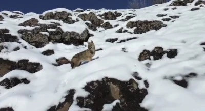 Diyarbakır &Ccedil;ermik&rsquo;te A&ccedil; Kalan Kurt Dron Kamerasına Yansıdı