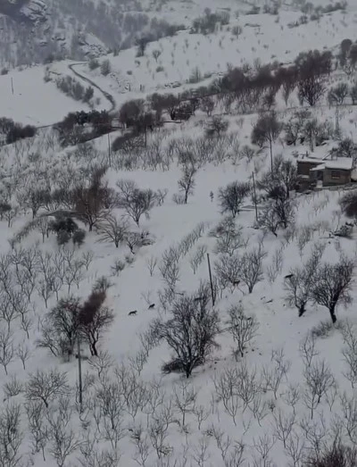 &Ccedil;ermik&rsquo;te Kurt S&uuml;r&uuml;s&uuml; Yerleşim Yerlerine İndi