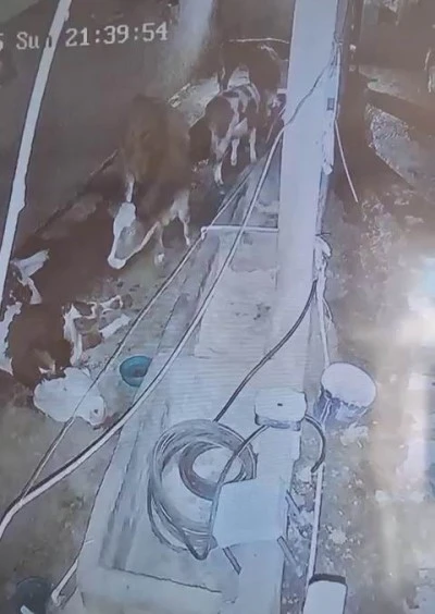 Diyarbakır Çermik'te Yıldırım Dehşeti: 3 İnek Telef Oldu