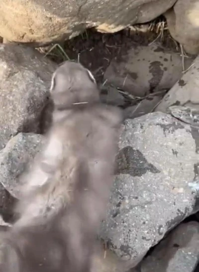 Diyarbakır Çınar’da Bitkin Halde Gelincik Görüldü