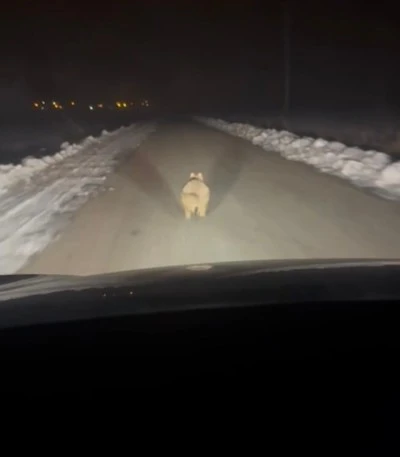 Diyarbakır &Ccedil;ınar&rsquo;da Kurt Alarmı: Mahalleye İnen Kurt Ara&ccedil;ların &Ouml;n&uuml;nde Koştu