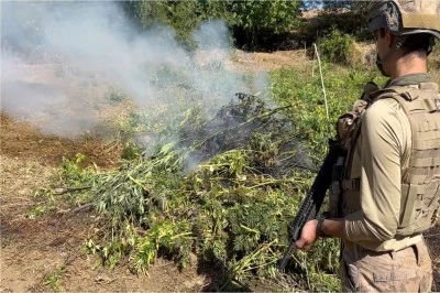 Diyarbakır&rsquo;da 217 bin k&ouml;k kenevir imha edildi