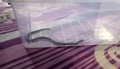 Diyarbakır’da Çocuk Odasında Yılan Paniği