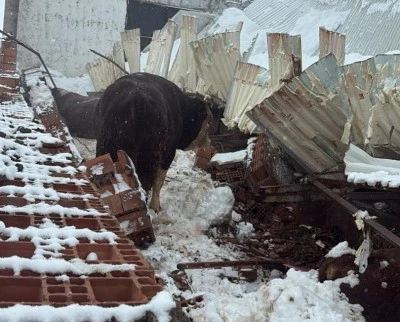 Diyarbakır&rsquo;da Ahır &Ccedil;&ouml;kt&uuml; 11 B&uuml;y&uuml;kbaş Hayvan Telef Oldu