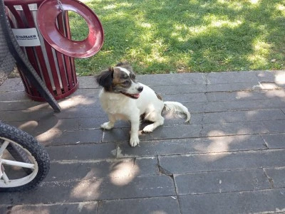 Diyarbakır&rsquo;da Anıt Park&rsquo;ın &ldquo;Raki&rdquo;si g&ouml;renleri şaşırtıyor