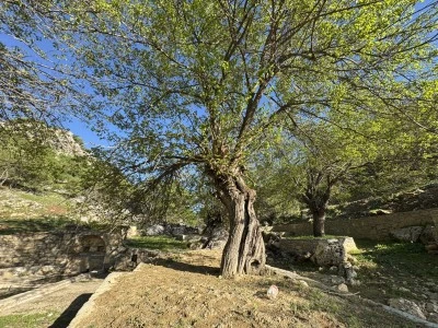 Diyarbakır’da asırlık ağaçlar meyve vermiyor 