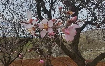 Diyarbakır’da badem ağaçları renklendi
