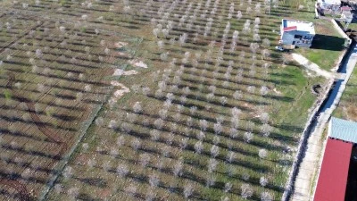 Diyarbakır’da badem kalmadı: Çiftçi felaketle uyandı