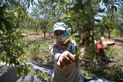 Diyarbakır’da Badem ve Susam Üretimi Hızla Artıyor