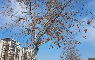 Diyarbakır'da Bahar Havası: Sıcaklıklar Artıyor