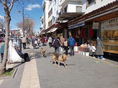 Diyarbakır&rsquo;da başıboş k&ouml;pekler vatandaşları tedirgin ediyor