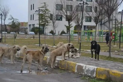 Diyarbakır’da başıboş sokak köpekleri vatandaşları tedirgin ediyor