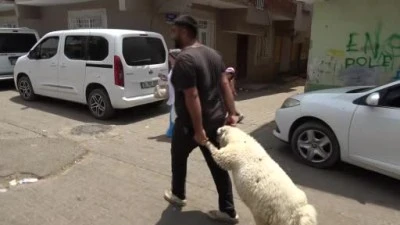 Diyarbakır'da bayramın son gününde kurbanlık yoğunluğu