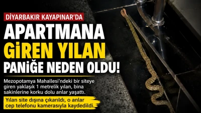 Diyarbakır'da Binaya Giren Yılan Paniğe Neden Oldu