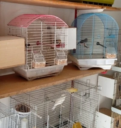 Diyarbakır'da Bir İlk: Suriçi'nde Kuş Oteli Açıldı!