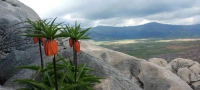 Diyarbakır'da Bu &Ccedil;i&ccedil;eği Koparana 700 Bin Lira Ceza