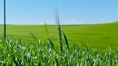 Diyarbakır’da buğday başak vermeye başladı: Çiftçinin yüzü gülüyor