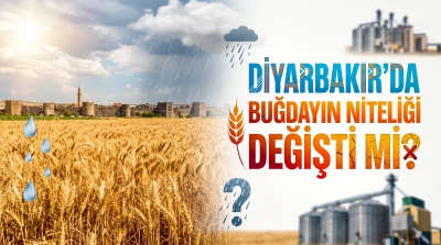 Diyarbakır&rsquo;da Buğdayın Niteliği Değişti Mi