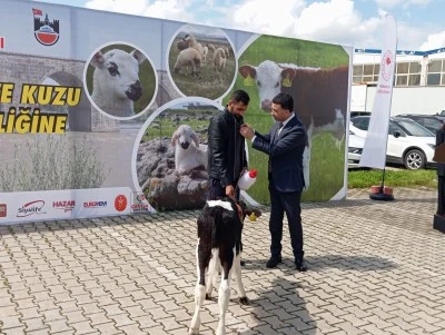 Diyarbakır&rsquo;da buzağı g&uuml;zellik yarışması sonu&ccedil;landı
