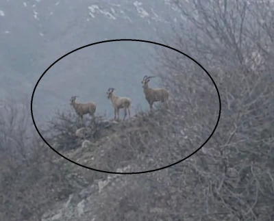 Diyarbakır'da dağ ke&ccedil;ileri g&ouml;r&uuml;nt&uuml;lendi