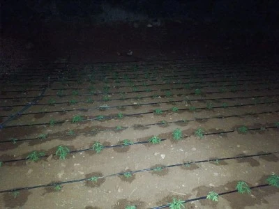 Diyarbakır’da Damlama Sistemiyle Kenevir Yetiştiriciliği!